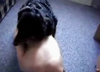 Tiny black puppy is having a passionate sex session