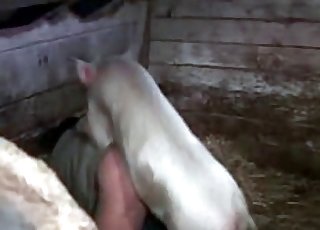 White dog wants to have some intense bestiality sex