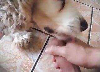 Oral pleasure for a zoophile by a lovely doggo