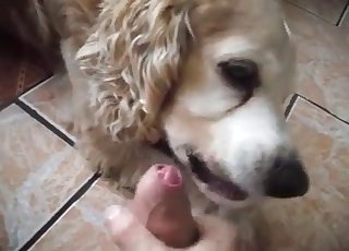 Oral pleasure for a zoophile by a lovely doggo