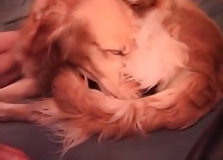 Dude is using his retriever for nasty enjoyment