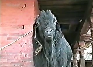 Sexy dark goat is licking his own urine