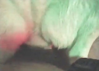 Υποτακτικό κατοικίδιο κυριαρχείται εντελώς από έναν καυτή φίλε