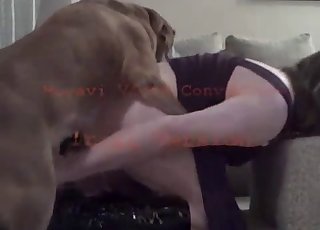 Woman has an incredible bestiality sex session with a dog