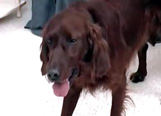 Woman gets on all four so she can suck the cock of an animal