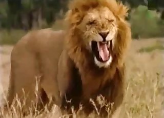 Lion wants to piss in this amazingly hot video