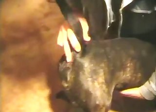 Watch how he is drilling his lovely animal