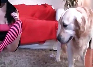 Brunette is trying hard to seduce a sweet doggy
