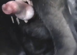 Black puppy is showing us his amazingly suckable cock