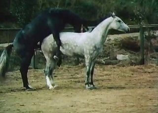 Pair of handsome horses are having a hot sex session