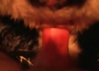 Close up action of a zoophile and a horny animal