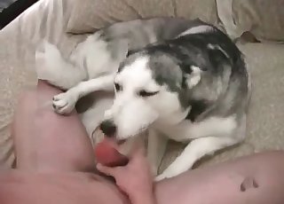 Amazing animal filmed in this amateur zoophilic video