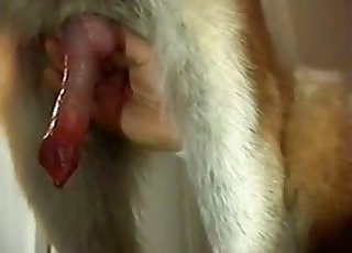 The hairy penis of a pet receives a lovely handjob