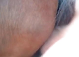 Horse with huge cunt got nicely fucked