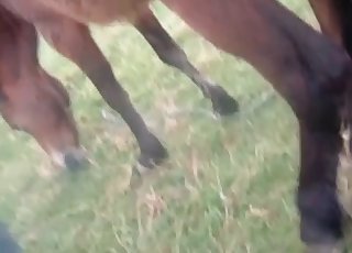 Horse with huge cunt got nicely fucked