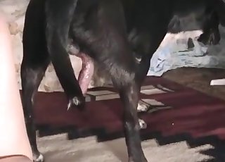 Animality hookup action with a plaything