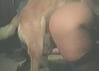 Abnormal bestial penetration at the farm