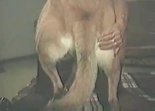 Abnormal bestial penetration at the farm