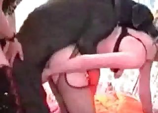 Huge dog explodes her tight violate