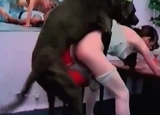 Bitch is getting screwed by a mutt