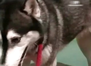 Northern doggy is providing a cunnilingus