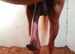 Watch how stallion is becoming horny as hell