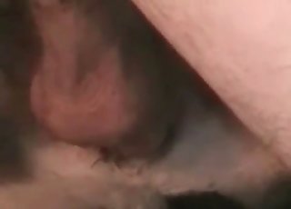 Hullua seksiä koiratyyliin poseeraamassa eläimen kanssa