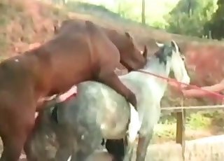 Dirtiest amateur bestiality action