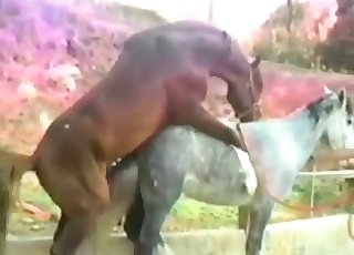 Dirtiest amateur bestiality action