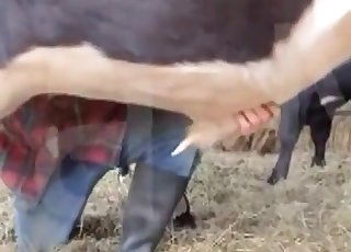 Phat animal loves nasty and crazy bestiality