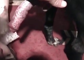 Doggy's wiener is being sucked on the camera