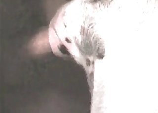 Close-up bestiality action with a sweet animal