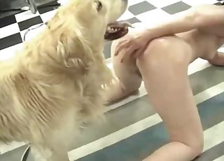 Doggy is playing with two dirty broads