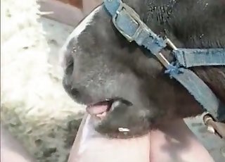 L'animal de la ferme goûte à ce zoophile sans aucune honte