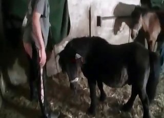 This young pony bangs like a porn actor