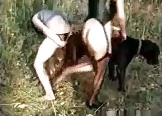 黒いドーベルマンに良い頭が与えられました