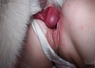 Dirty anal sex of a hairy doggy