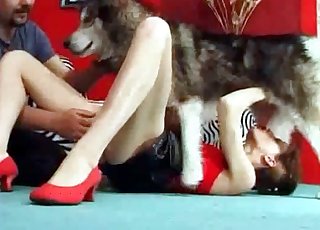 Pies północny daje idealne dt