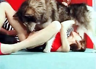 Northern dog gives a perfect dt