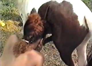 Horse man sausage for a very obscene beauty