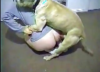 Sweet boxer is screwing so freaking fast