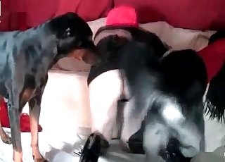 كلبة مجنونة حقًا تعبث مع كلبين