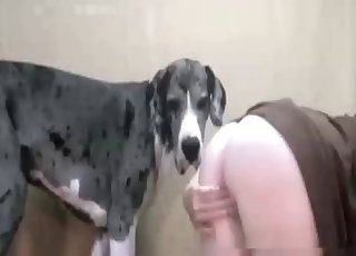 Booty is getting tongued by a trained animal