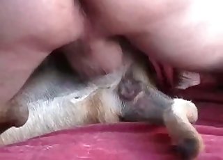 Taught doggy is getting owned by an owner