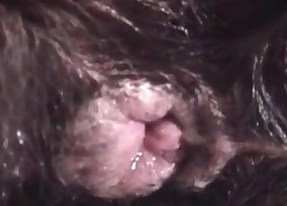 Zoete bestialiteitsseks in close-up shot