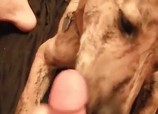 This doggy is a cock-addicted pet