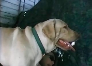 Doggy penetrates a highly dirty zoophile