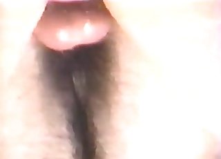 Big horse in the close-up shot