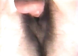 Großes Pferd in Nahaufnahme