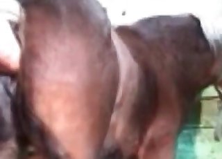 Öklözés egy állatias jelenetben